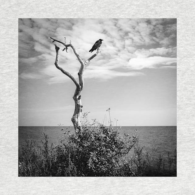 a lone crow in a dead tree on the Swedish coast by connyM-Sweden